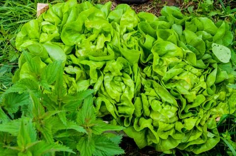 The lettuce in the garden Stock Photos