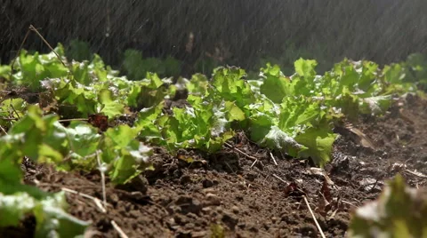 Lettuce in Garden Sprayed with Water Stock Footage 944664
