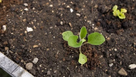 Lettuce germ bud Stock Footage 126786011