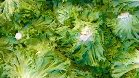 Lettuce green Stock Footage 240425400