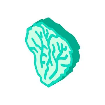 Lettuce green isometric icon vector illustration Ilustración de archivo