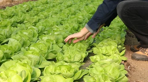 Lettuce in a Greenhouse Stock Footage