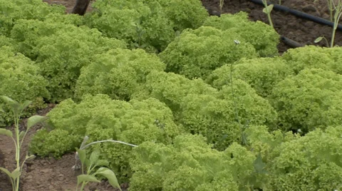 Lettuce in greenhouse Stock-Footage 39672552