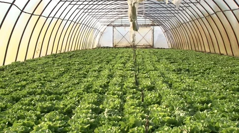 Lettuce in the greenhouse Stock Footage 49849388