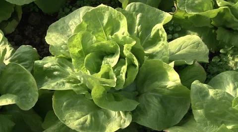 Lettuce in the greenhouse Stock Footage 49859583
