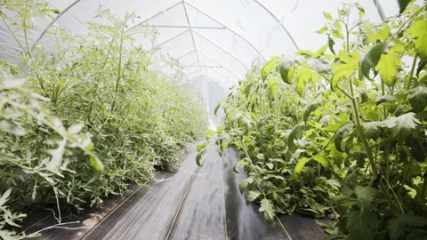 Lettuce in a greenhouse Stock Footage 138462359