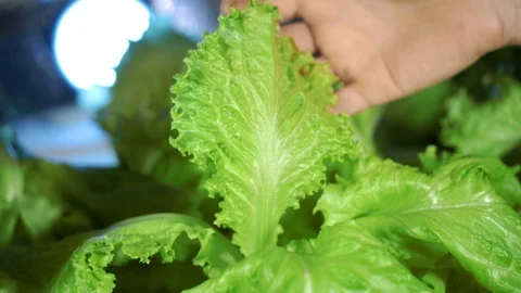 Lettuce in greenhouse hydroponics Stock Footage 98664642