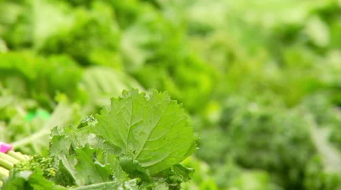 Lettuce in Grocery Store Video stock 42011215