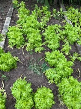 Lettuce Growing in Garden Stock Photos