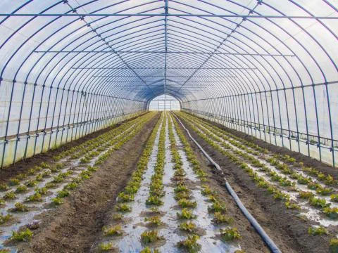 Lettuce growing in greenhouse at an organic farm. Stock Photos