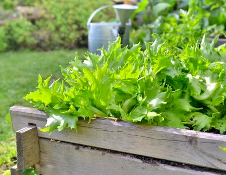 Lettuce growing in a patch Stock Photos
