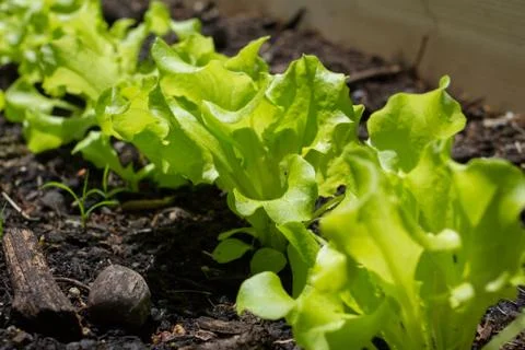 Lettuce growing Stock-Fotos