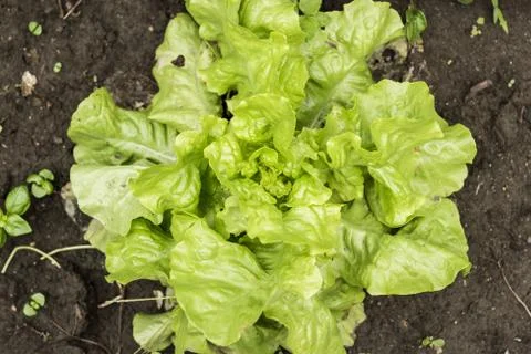 Lettuce growing in the soil Stock Photos