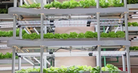 Lettuce growing in vertical farm, hydroponic system, agritech Stockbeeldmateriaal 343890121