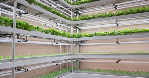 Lettuce growing in vertical farm, indoor hydroponic system, agritech Stock Footage 343057564