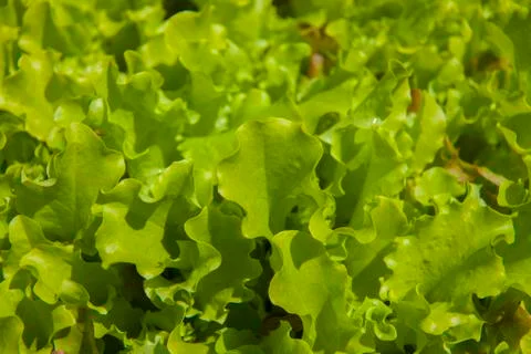 Lettuce growing2 Stock Photos