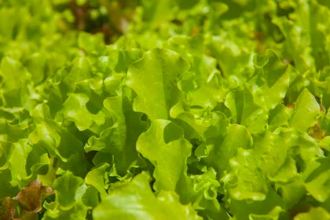 Lettuce growing3 Stock Photos