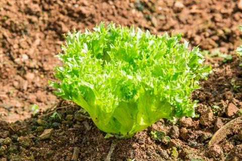 Lettuce grown Stock Photos