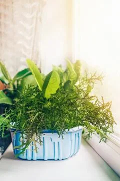 Lettuce grows on the window in a plastic container Stock Photos