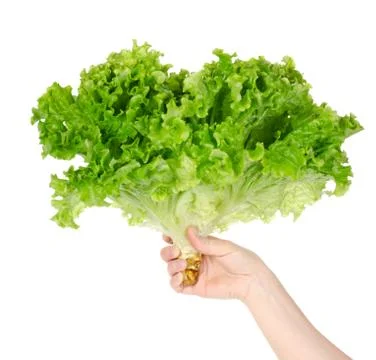 Lettuce in hand Stock Photos