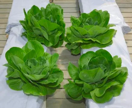 Lettuce Hydroponic Pillars Stock Photos