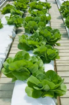 Lettuce Hydroponics Stock Photos