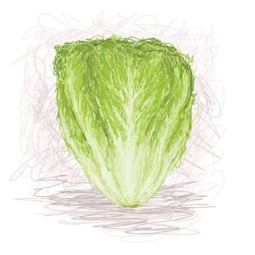 Lettuce Stock Illustration