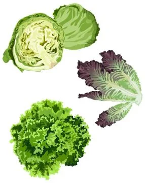 Lettuce Stock Illustration