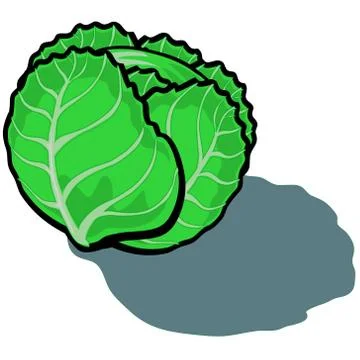 Lettuce Illustrazione stock