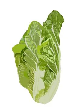 Lettuce Stock Illustration