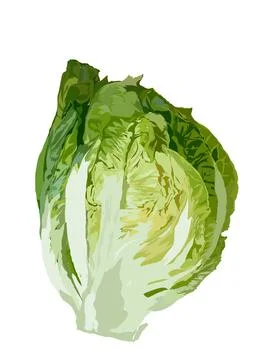 Lettuce Stock Illustration
