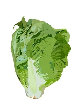 Lettuce Stock Illustration
