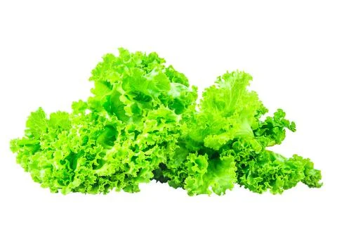 Lettuce  on isolated background Clipping path Stock Photos