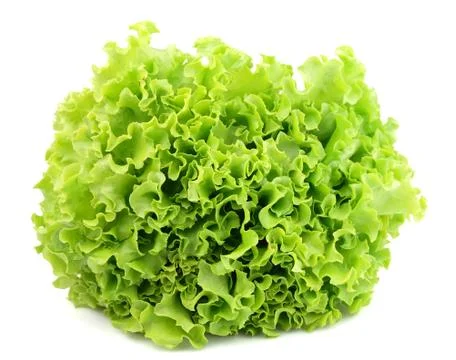 Lettuce isolated Stock Photos
