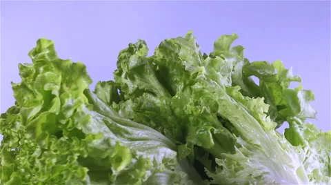 Lettuce isolated rotating on purple background Stock Footage 62326966