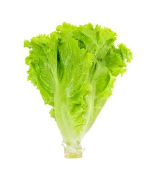 Lettuce isolated on white background Stock Photos
