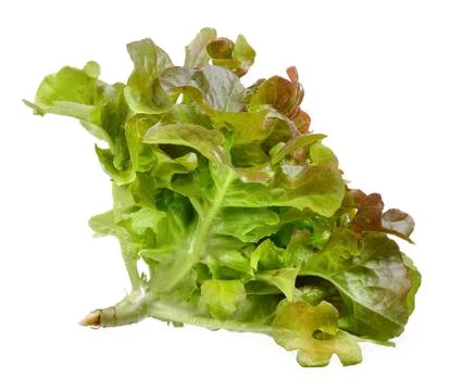 Lettuce isolated on the white background Stock Photos