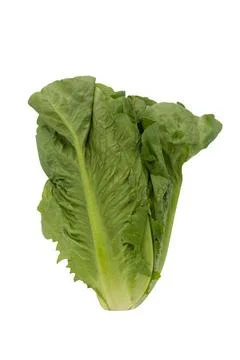 Lettuce isolated on a white background Stock Photos