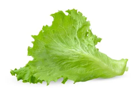 Lettuce isolated on white with clipping path Stock Photos