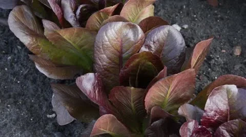 Lettuce (Lactuca sativa var. capitata 'Red Cross') Stock Footage