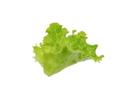 Lettuce leaf against white background, vibrant green color, natural texture,  Stock Photos