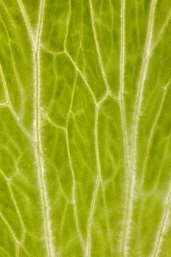 Lettuce leaf background Stock Photos