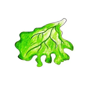 Lettuce leaf burger elements, hamburger hand drawn illustration sketch retro Stock Illustration