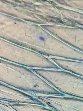 Lettuce Leaf Cells Viewed Under Microscop 스톡 사진
