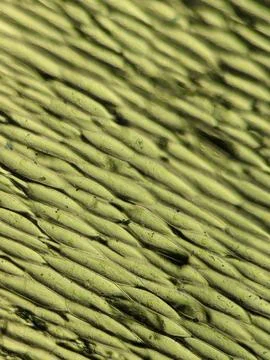 Lettuce Leaf Cells Viewed Under Microscop 스톡 사진
