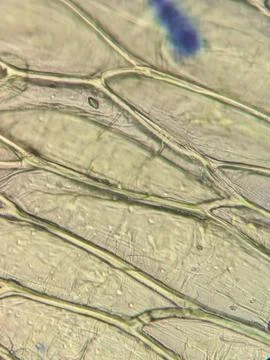 Lettuce Leaf Cells Viewed Under Microscop Stock Photos