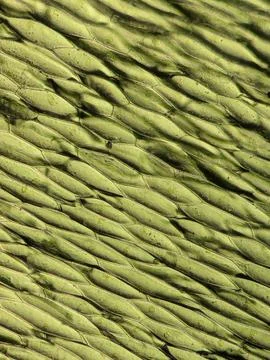 Lettuce Leaf Cells Viewed Under Microscop 스톡 사진
