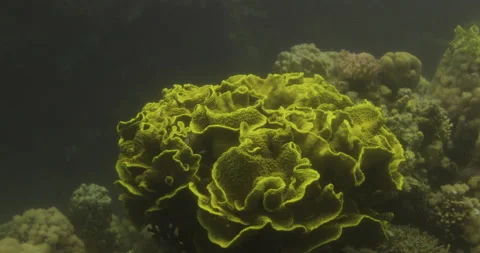 Lettuce Leaf Coral in The Reef of Red Se... | Stock Video | Pond5