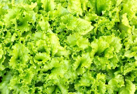 Lettuce leaf on garden Stock Photos