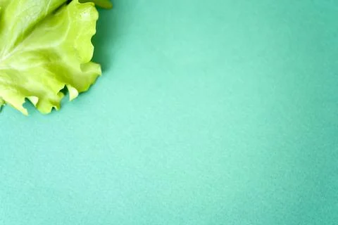 Lettuce leaf on green background with space for text. Stock Photos